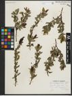 Foto von Salix myrtillifolia Anderson